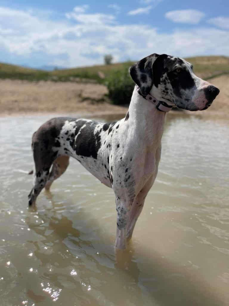 How to Introduce an E-Collar to a Great Dane - Tips & Tricks 5 How to Introduce an E-Collar
