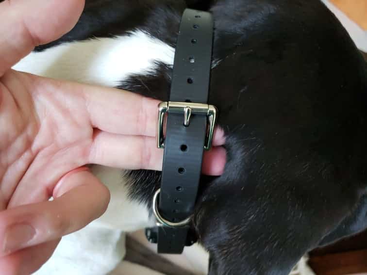 6 E-Collar Training Myths Busted! 8 218494006 363294745314384 1483494029957293475 n