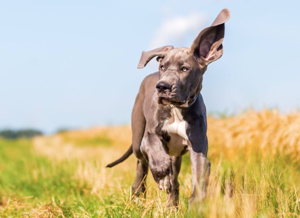 The Ultimate Great Dane Feeding Chart 10 1