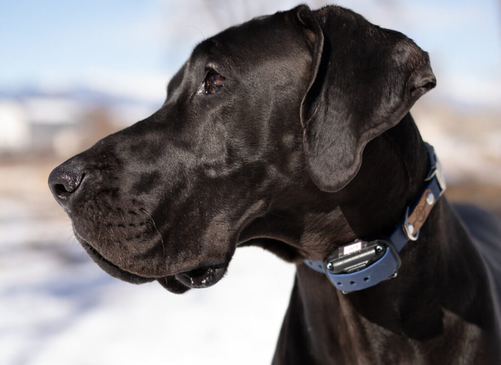 Dog Food Recalls - Should You Be Concerned? 7 12