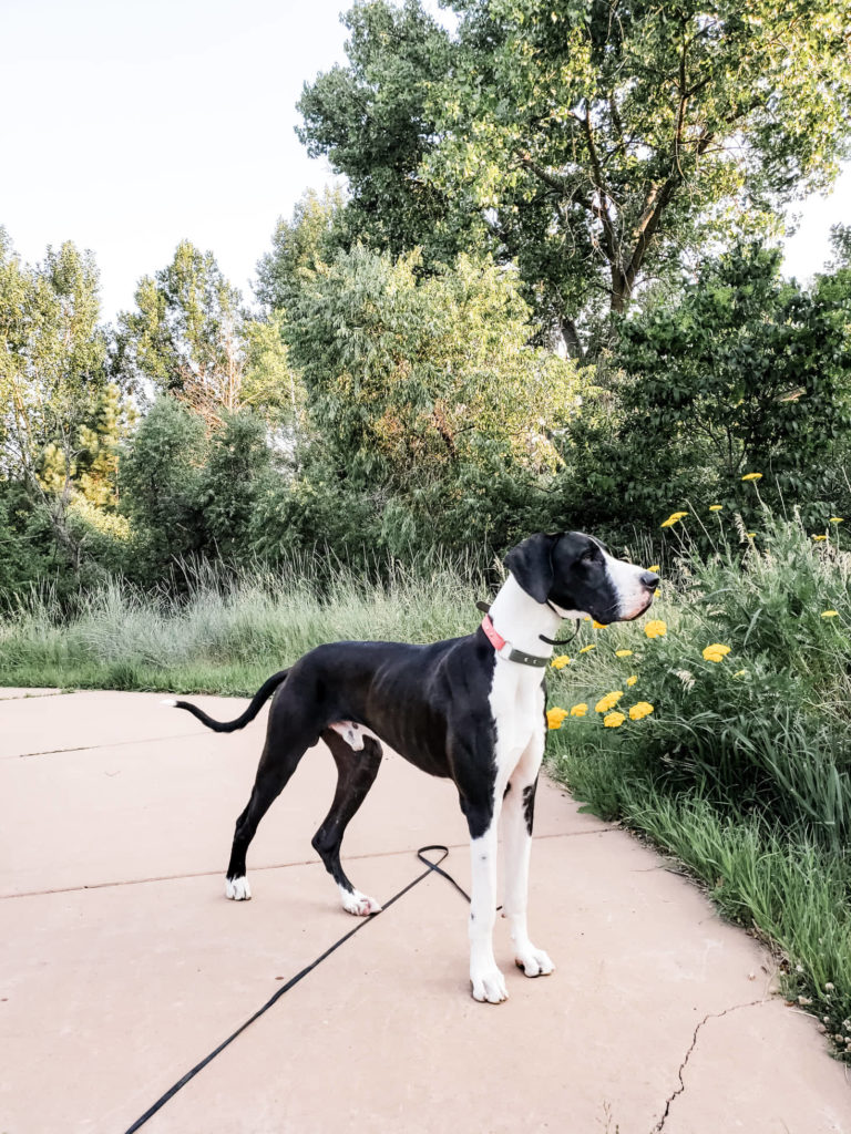 Balanced dog training