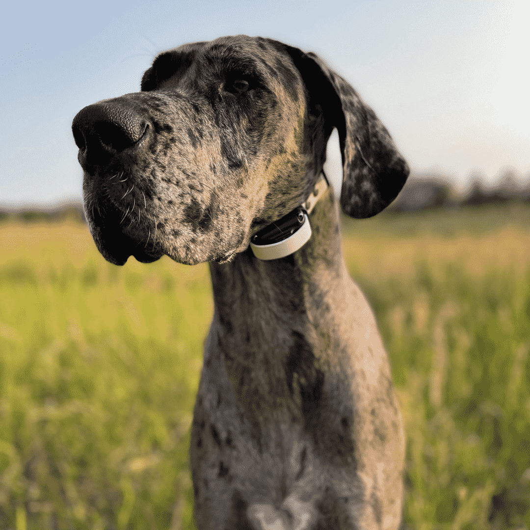 How to Introduce an E-Collar to a Great Dane - Tips & Tricks 4 How to Introduce an E-Collar