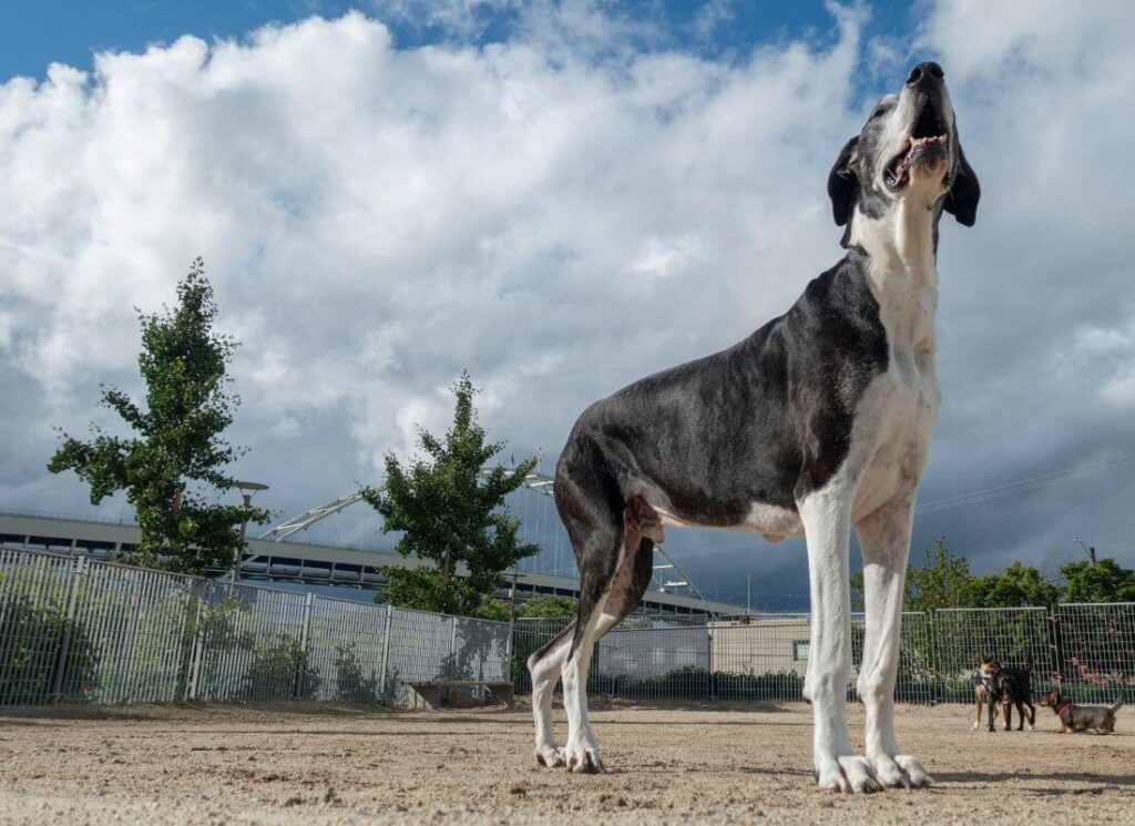 The Ultimate Great Dane Feeding Chart 27 6
