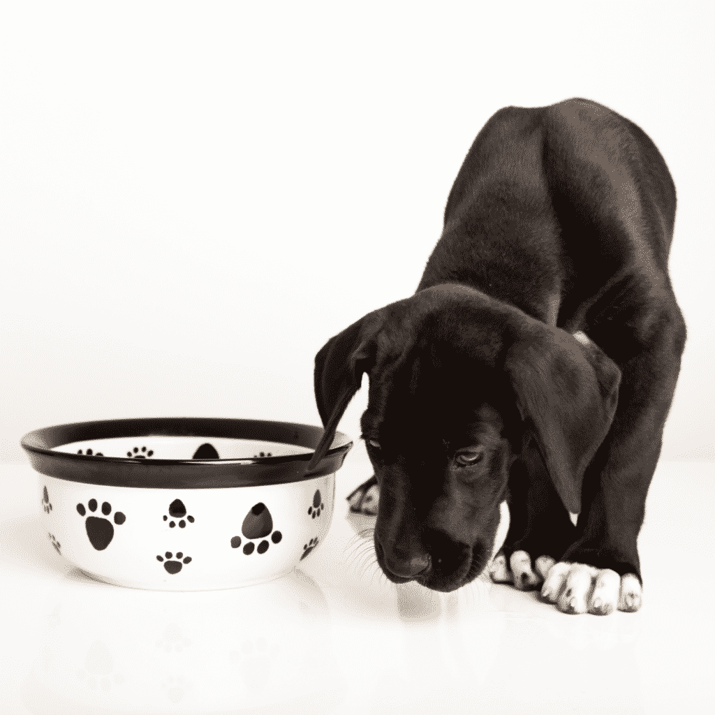 The Ultimate Great Dane Feeding Chart 25 Great Dane Health