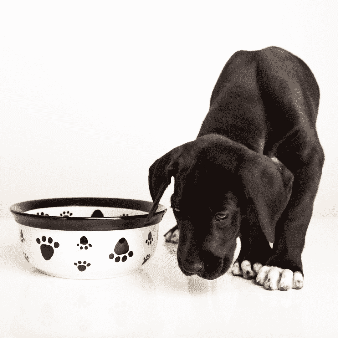Great Dane Bloat Myth Busting 2 Great Dane Health