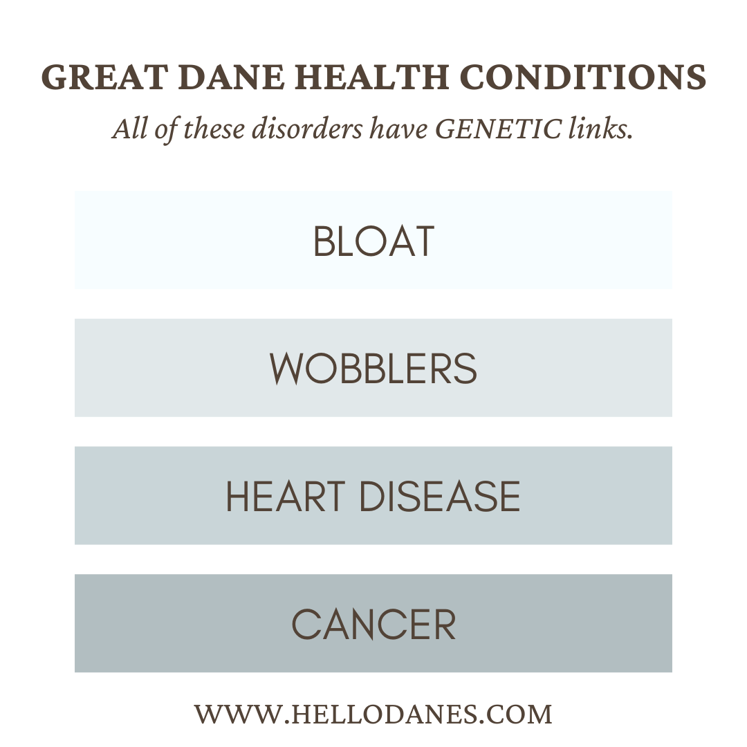 GREAT DANE HEALTH CONDITIONS