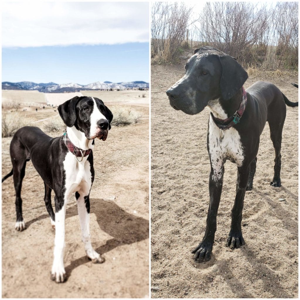 Should I Allow My Great Dane to Play in the Mud?