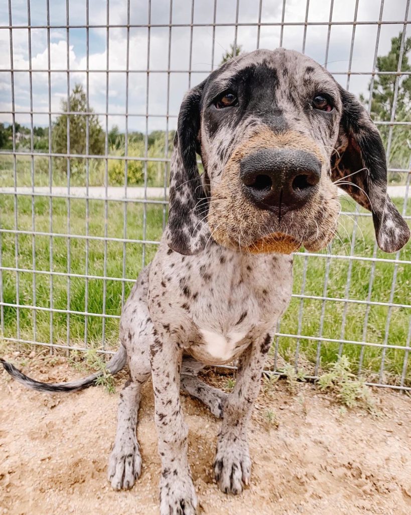 Should I Allow My Great Dane to Play in the Mud? 2 Should I Allow My Great Dane to Play in the Mud?