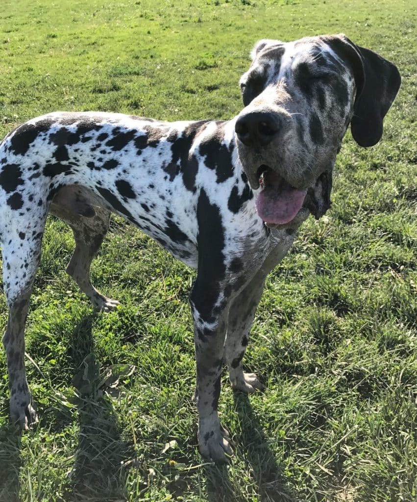 Should I Allow My Great Dane to Play in the Mud?