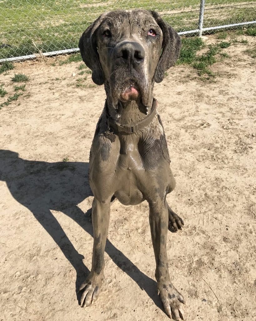 Should I Allow My Great Dane to Play in the Mud? 5 Paddington the Dane3