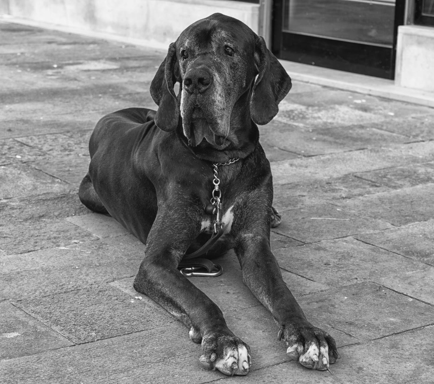 GREAT DANE BLOAT AND GUT HEALTH 3 black and white people street animal