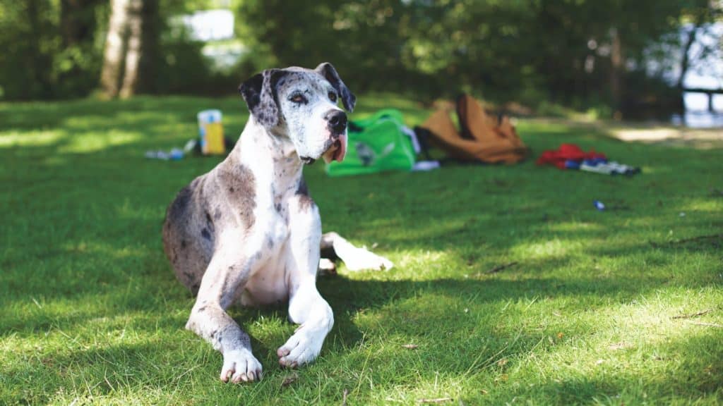 animals dogs dutch green grass