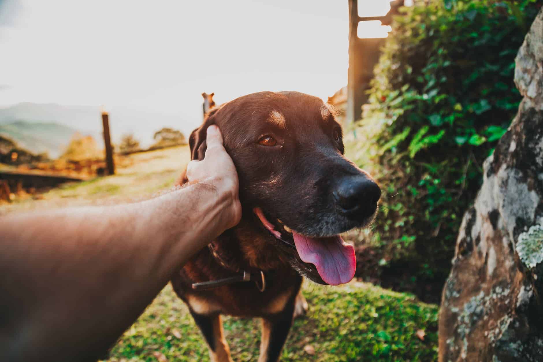 Are Great Danes Aggressive? 2 person holding black and tan dog