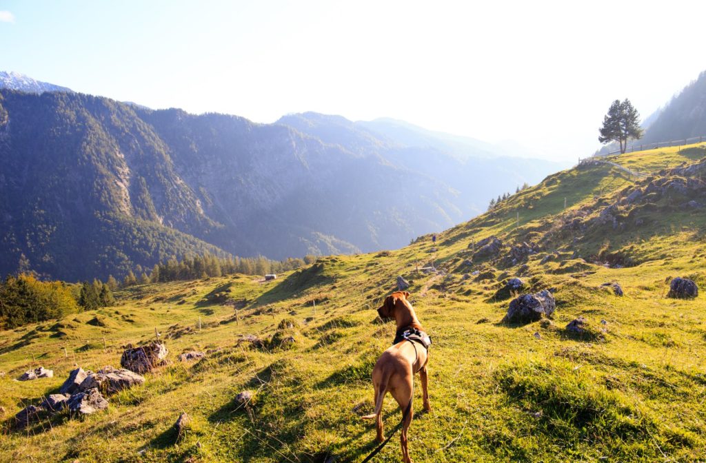 From Running Away to Off-Leash: Recall for Great Danes Is The #1 Most Important Skill 3 adult tan great dane standing on top of mountain under white sky