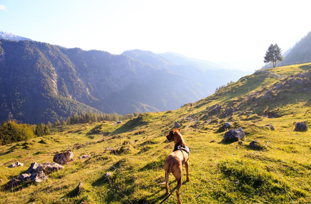 adult tan great dane standing on top of mountain under white sky