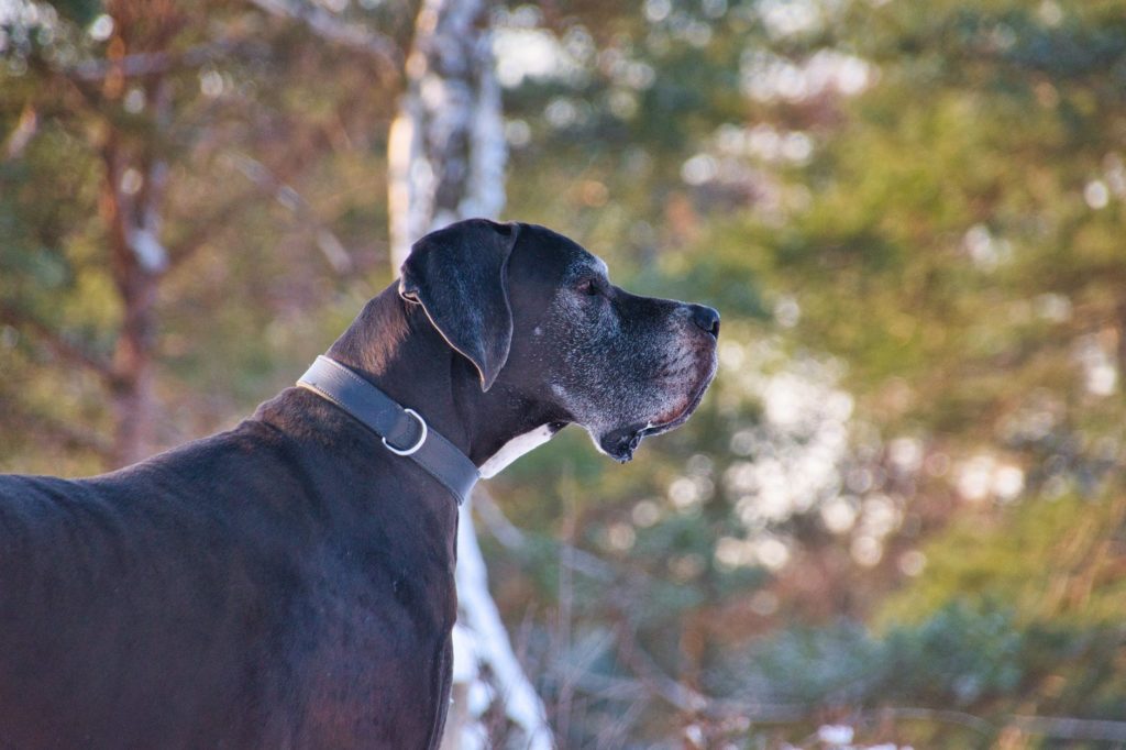 side view of a dog