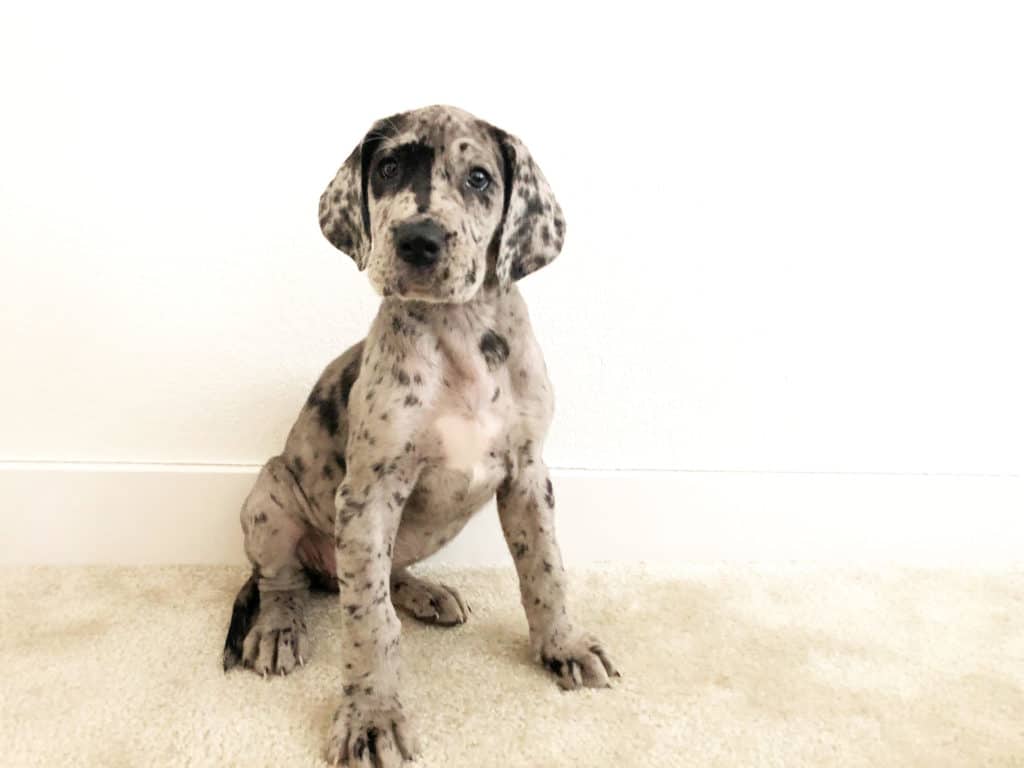 How to Find and Choose the Best Dog Trainer for Your Great Dane 3 Best Dog Trainer