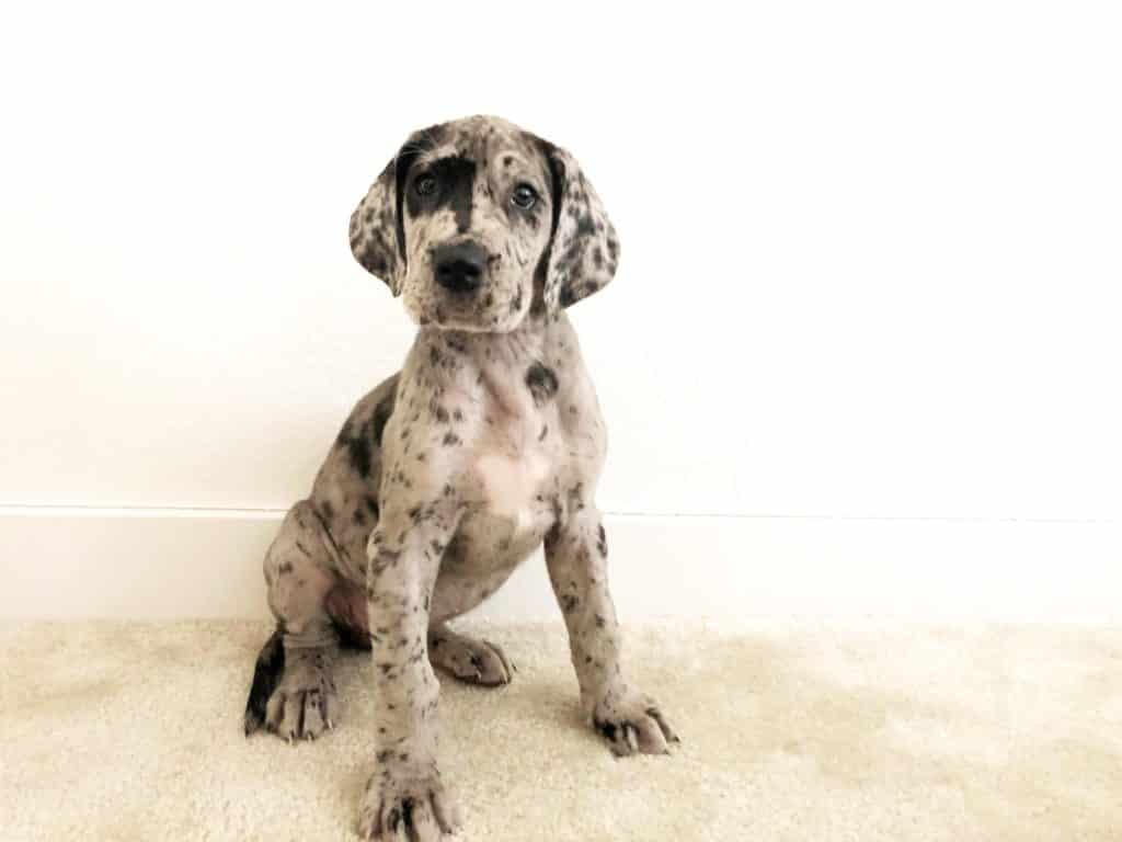 Great Dane Puppies