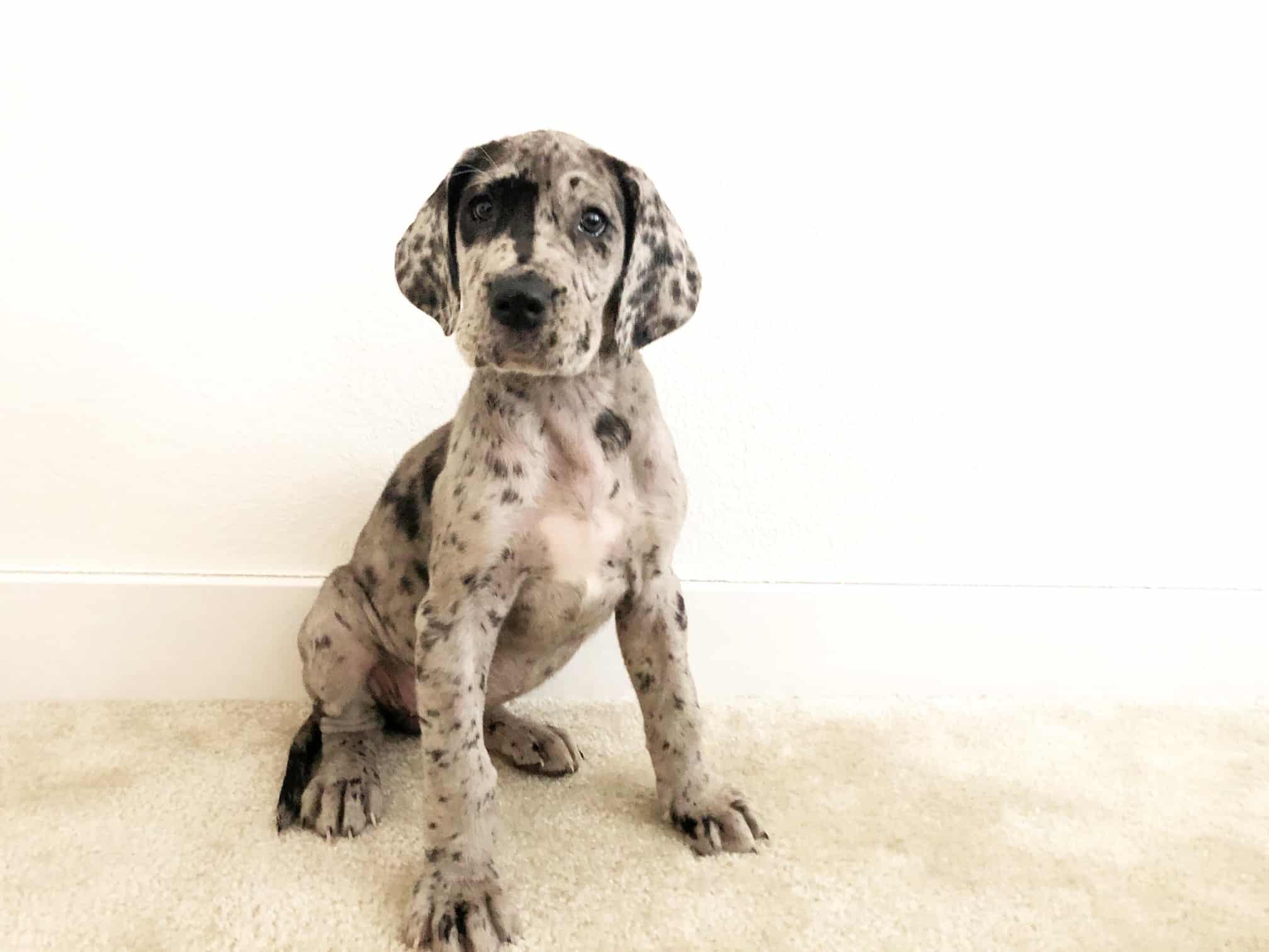 Potty Training a Puppy in an Apartment: 9 Steps to a Solid Potty Schedule 6 Potty training a puppy in an apartment