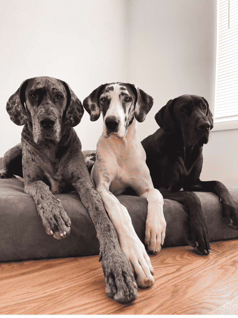 13 Wild and Fun Tips for Great Dane Puppies 20 1200741685009351 Big Barker 3024x4032 SAB 10.01 1