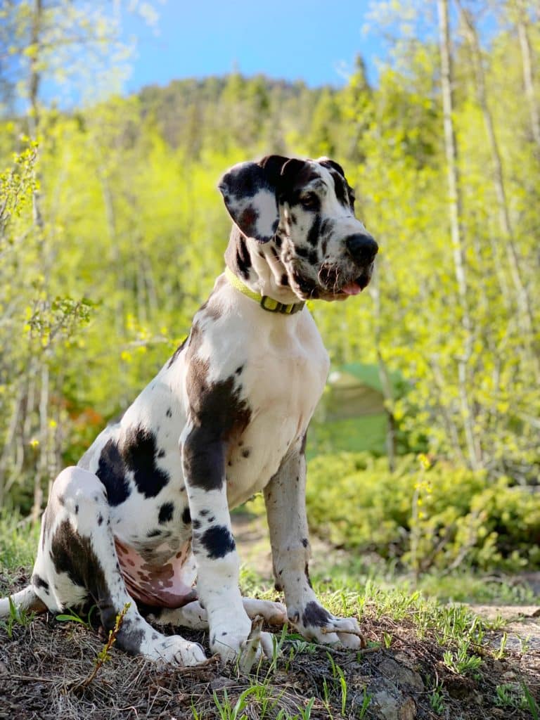 Great Dane Tips