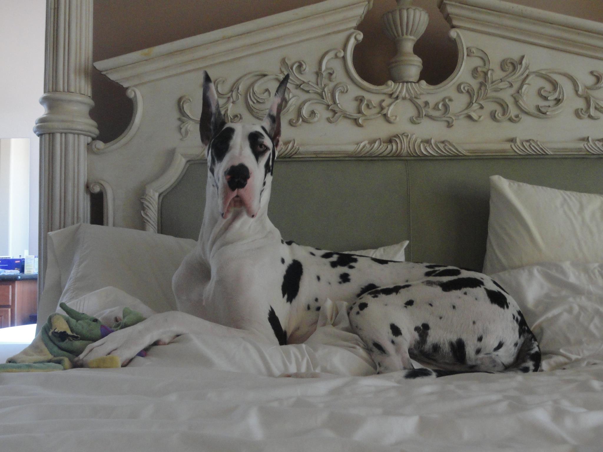 The Great Dane Breed Standard 3 210977 10150268840442477 7099528 o