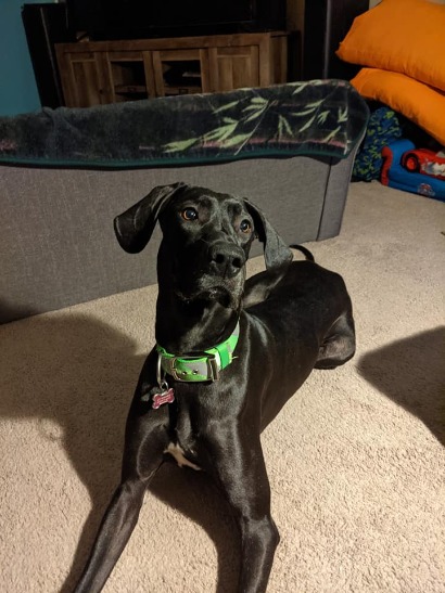 13 Wild and Fun Tips for Great Dane Puppies 26 244994203 4681744331858270 280234651416153538 n