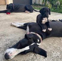 Do Great Danes Shed? 25 Introducing an e collar to a Great Dane