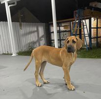 10 Things You Should Know About Owning Great Dane Dogs 2 Great Dane Puppy