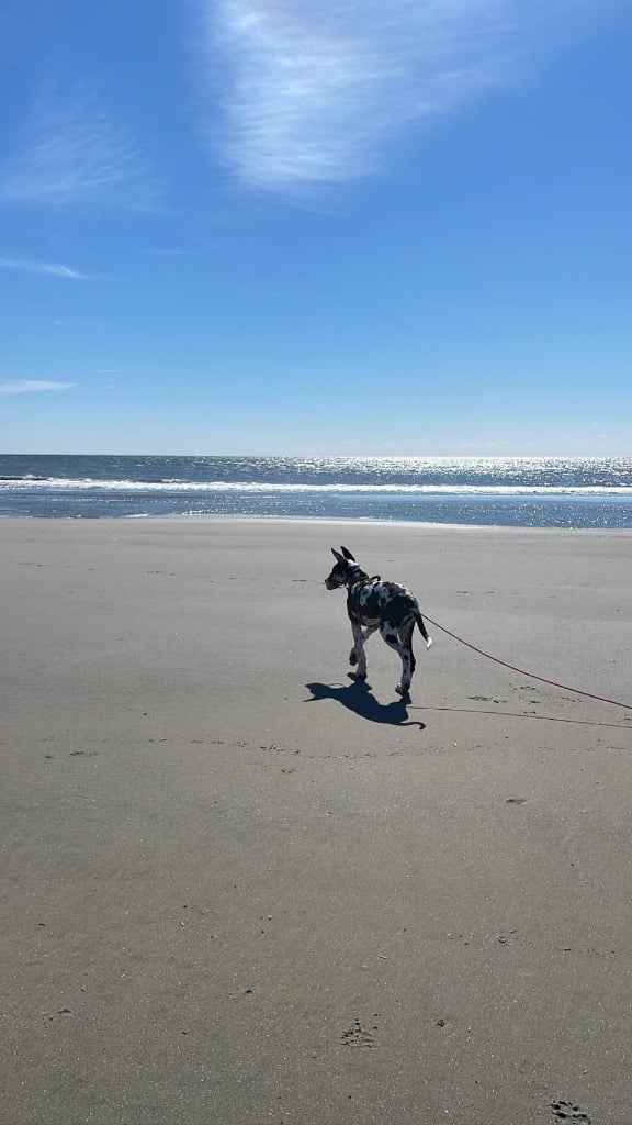 13 Wild and Fun Tips for Great Dane Puppies 27 275431755 10227458015819990 3994542003141493002 n 1