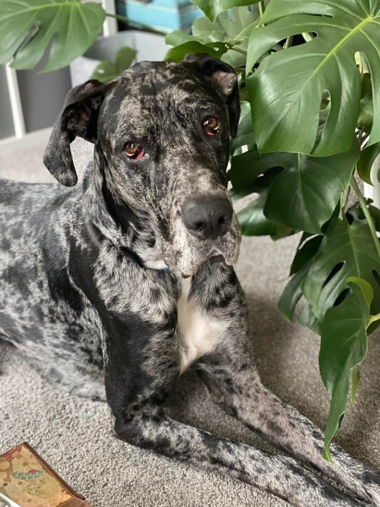 13 Wild and Fun Tips for Great Dane Puppies 5 Great Dane Puppies