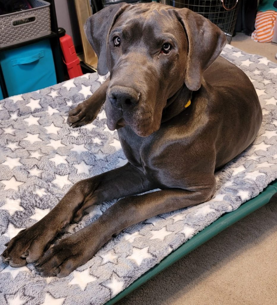 Nail Clippers for Great Danes