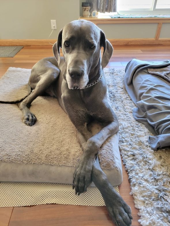 Great Dane Nail Clippers Hello Danes