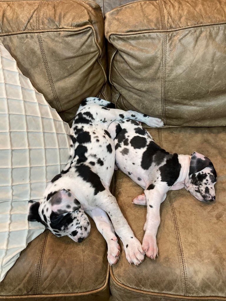 Great Dane Puppies