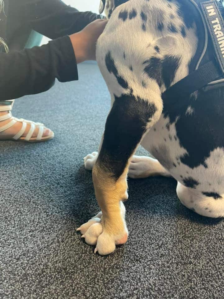 Is your great dane puppy knuckling?