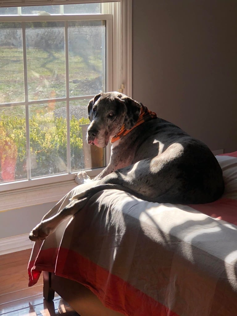 13 Wild and Fun Tips for Great Dane Puppies 2 Great Dane Puppies