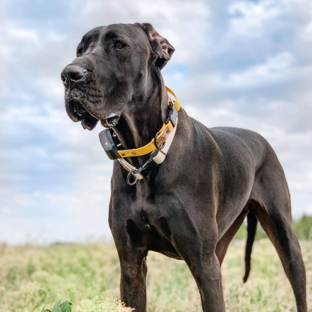 Great Dane Recall with an E Collar: The Ultimate Guide 3 Recall with an E Collar