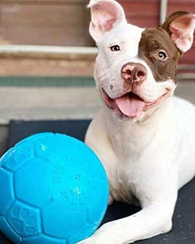 5 Best Toys for Great Danes: Chew Proof and More 10 Great Dane Dog Toy