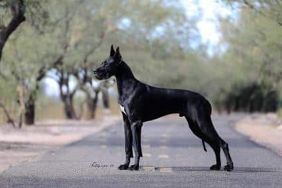 Photos of Great Danes: A Collection of 20 Beautiful Photos 40 59402 10151100356847477 179248839 n