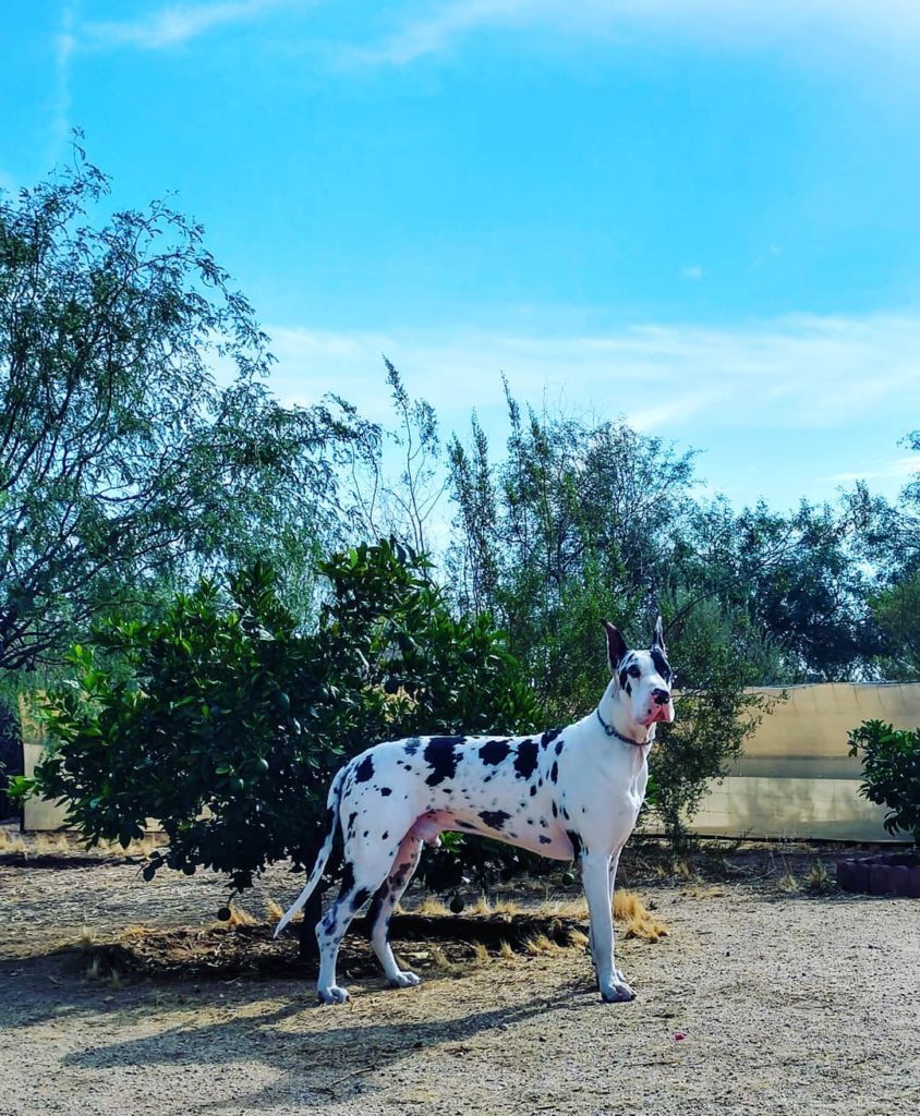 How to train your Great Dane to walk on a leash