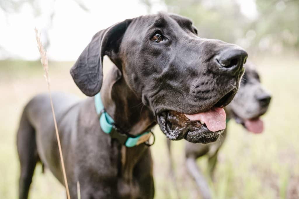 5 Best Toys for Great Danes: Chew Proof and More 2 The best toys for Great Danes