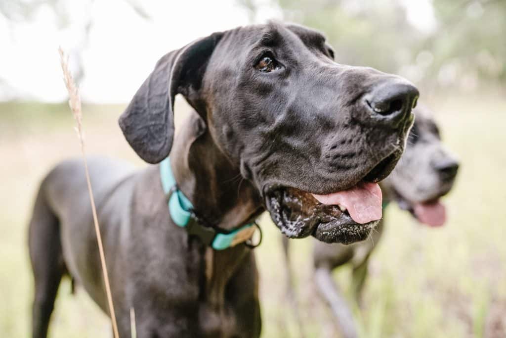 The best toys for Great Danes