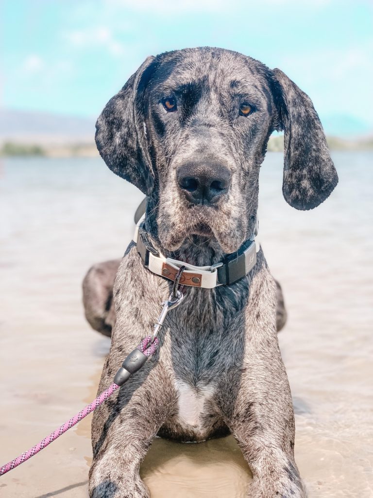 Great Dane Nail Clipper