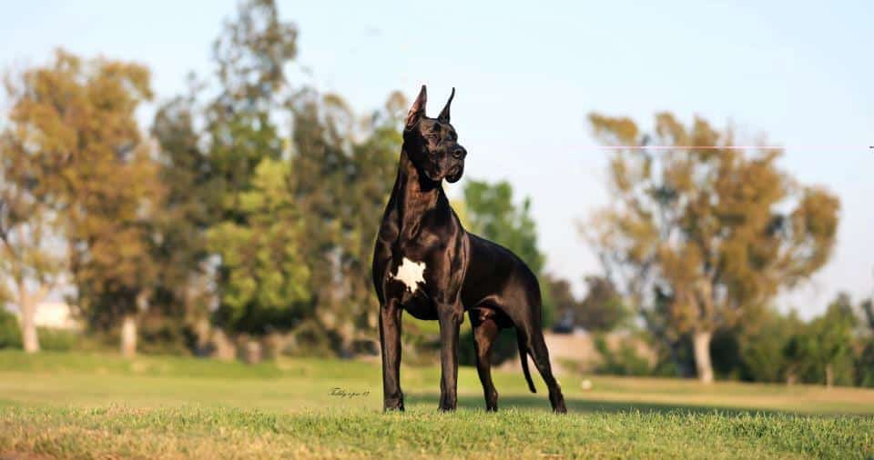 Photos of Great Danes: A Collection of 20 Beautiful Photos 10 Pictures of Great Danes