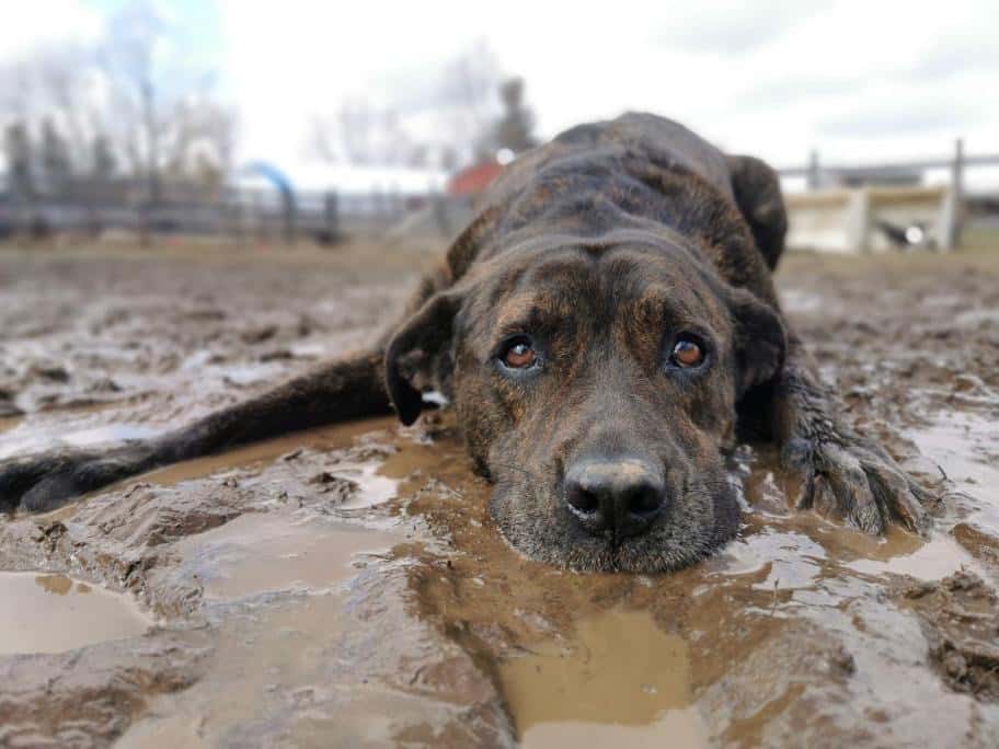 Dirt is good for dogs 