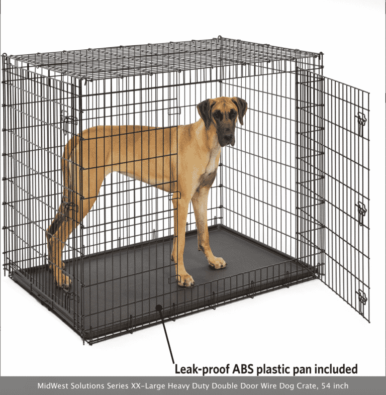 Walking a Great Dane 11 Things Owners Must Know for Fun and Stress