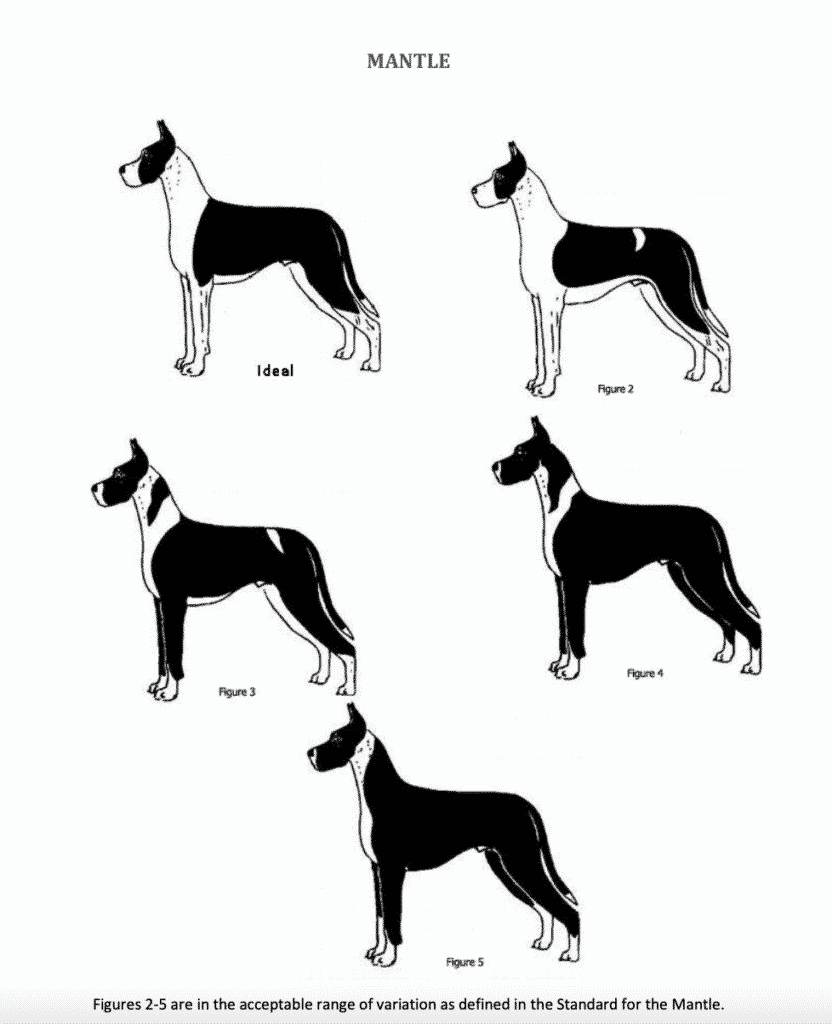 MANTLE GREAT DANES