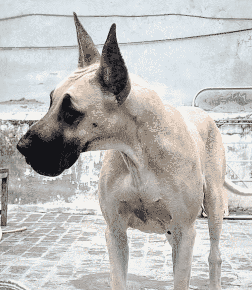 3 Fast Tips on How to Train Your Great Dane to Walk on a Leash Hello