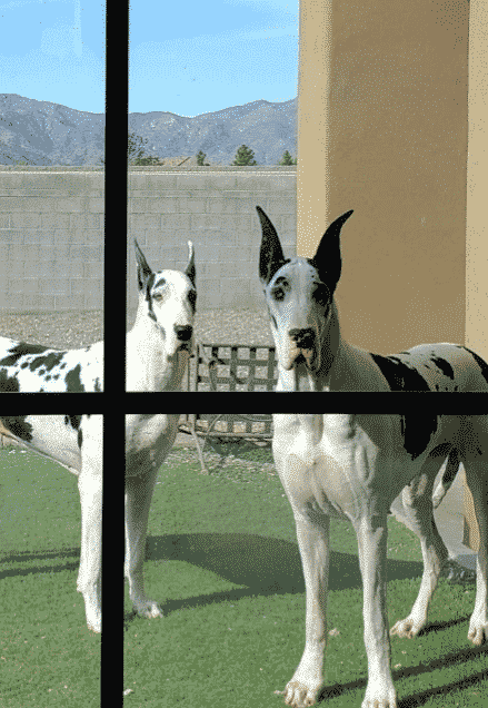 The Best Collars for Great Danes 41 Screen Shot 2022 03 30 at 2.11.34 PM