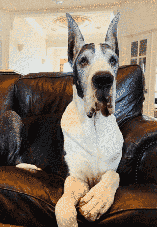 Ear Cropping & Taping Cropped Ears on Great Danes Hello Danes